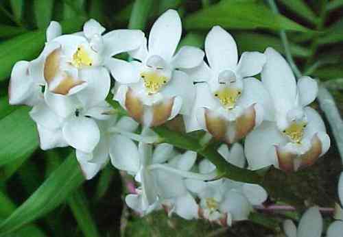 Phalaenopsis parishii lobbii